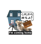 Wasabi My Shih Tzu Part 2（個別スタンプ：9）