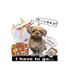 Wasabi My Shih Tzu Part 2（個別スタンプ：11）