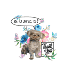 Wasabi My Shih Tzu Part 2（個別スタンプ：12）