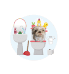 Wasabi My Shih Tzu Part 2（個別スタンプ：14）