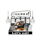 Wasabi My Shih Tzu Part 2（個別スタンプ：16）