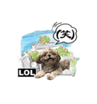 Wasabi My Shih Tzu Part 2（個別スタンプ：17）