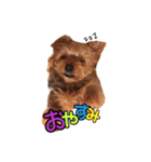 だいすき チョコ（個別スタンプ：5）