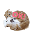 おとぼけ猫うにのスタンプ（個別スタンプ：1）