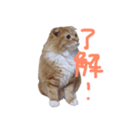 おとぼけ猫うにのスタンプ（個別スタンプ：2）