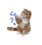 おとぼけ猫うにのスタンプ（個別スタンプ：3）