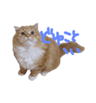 おとぼけ猫うにのスタンプ（個別スタンプ：4）