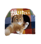 おとぼけ猫うにのスタンプ（個別スタンプ：5）