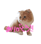 おとぼけ猫うにのスタンプ（個別スタンプ：6）