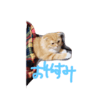 おとぼけ猫うにのスタンプ（個別スタンプ：7）