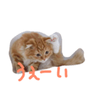 おとぼけ猫うにのスタンプ（個別スタンプ：8）