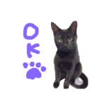 黒猫人君2（個別スタンプ：1）