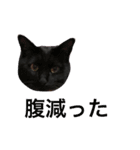 黒猫人君2（個別スタンプ：2）