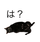 黒猫人君2（個別スタンプ：5）