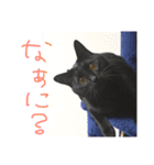 黒猫人君2（個別スタンプ：6）