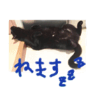 黒猫人君2（個別スタンプ：7）