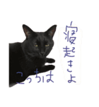 黒猫人君2（個別スタンプ：8）