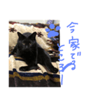 黒猫人君2（個別スタンプ：16）