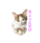 ミケニコ3（個別スタンプ：1）