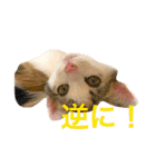 ミケニコ3（個別スタンプ：2）