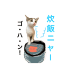 ミケニコ3（個別スタンプ：4）
