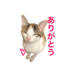 ミケニコ3（個別スタンプ：5）