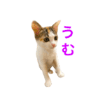 ミケニコ3（個別スタンプ：6）