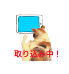 ミケニコ3（個別スタンプ：8）