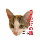 ミケニコ3（個別スタンプ：11）