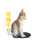 ミケニコ3（個別スタンプ：16）