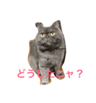 たごでん劇場 vol.1（個別スタンプ：8）