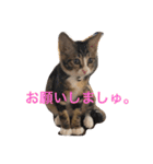 たごでん劇場 vol.1（個別スタンプ：10）