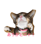 たごでん劇場 vol.1（個別スタンプ：14）