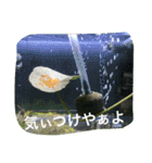 アクアリウムin名古屋弁（個別スタンプ：23）