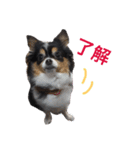ココ様（個別スタンプ：1）