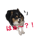 ココ様（個別スタンプ：3）