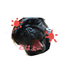 pug Qoo3（個別スタンプ：1）