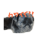 pug Qoo3（個別スタンプ：3）