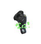 pug Qoo3（個別スタンプ：4）