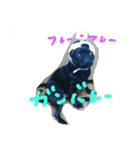 pug Qoo3（個別スタンプ：5）