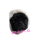 pug Qoo3（個別スタンプ：7）