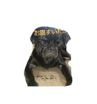 pug Qoo3（個別スタンプ：8）