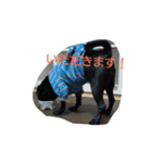 pug Qoo3（個別スタンプ：9）
