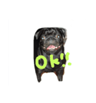 pug Qoo3（個別スタンプ：11）