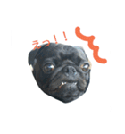pug Qoo3（個別スタンプ：12）