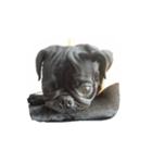 pug Qoo3（個別スタンプ：13）