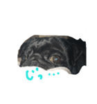 pug Qoo3（個別スタンプ：14）