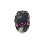 pug Qoo3（個別スタンプ：15）