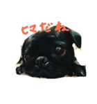 pug Qoo3（個別スタンプ：16）