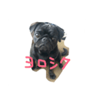 pug Qoo3（個別スタンプ：19）